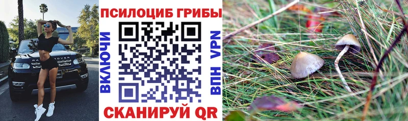 Галлюциногенные грибы Cubensis  Нестеровская 